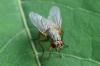 Phaonia rufipalpis